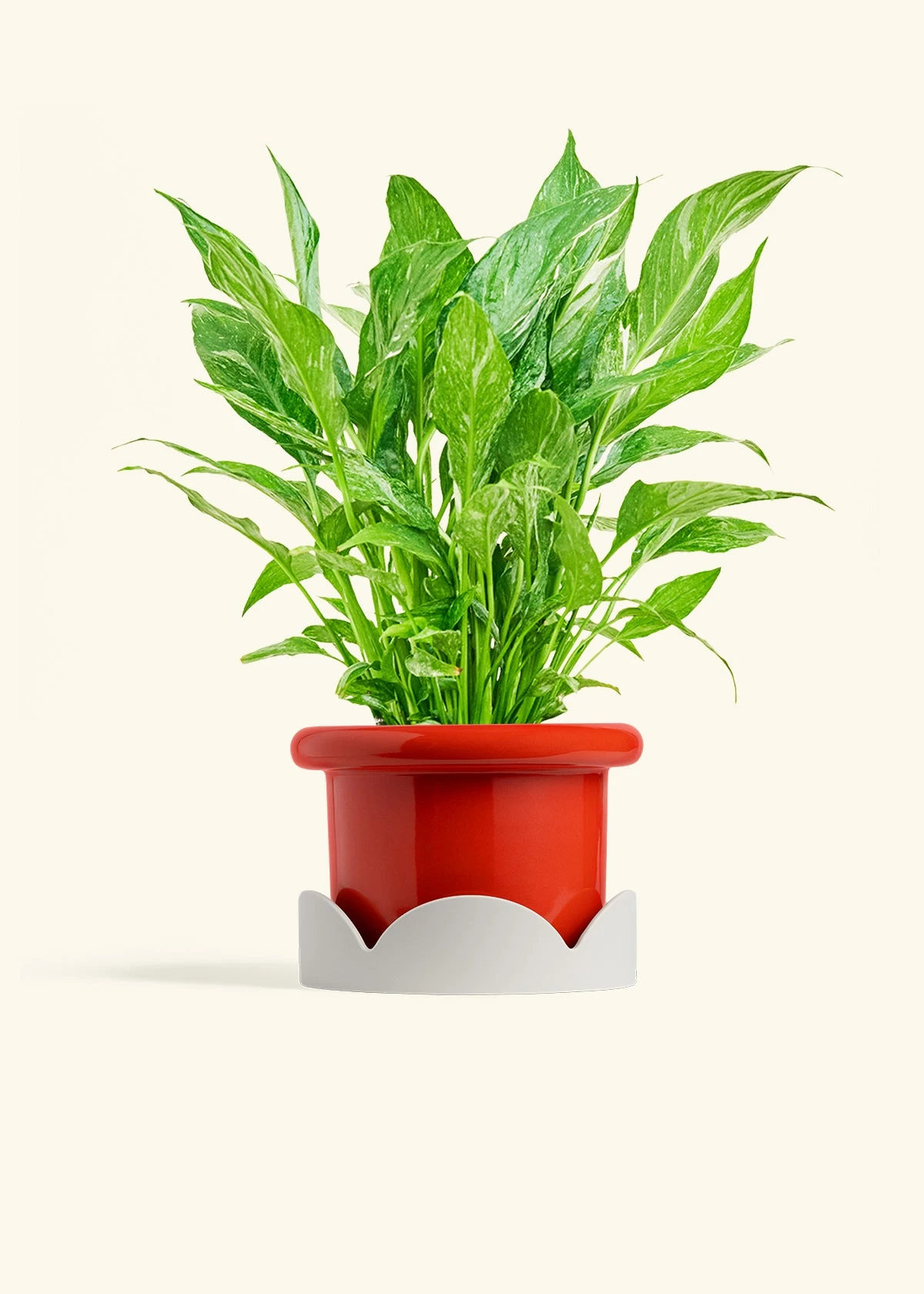 Variegated Peace Lily, Medium 18 Variegated Peace Lily, Medium - Image 16