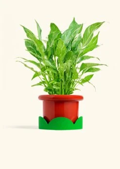 Variegated Peace Lily, Medium 36 Variegated Peace Lily, Medium -Home Living Store SPATH DOMINO 6 FATLIP RED TRAY GREEN 6 bckgrnd cream