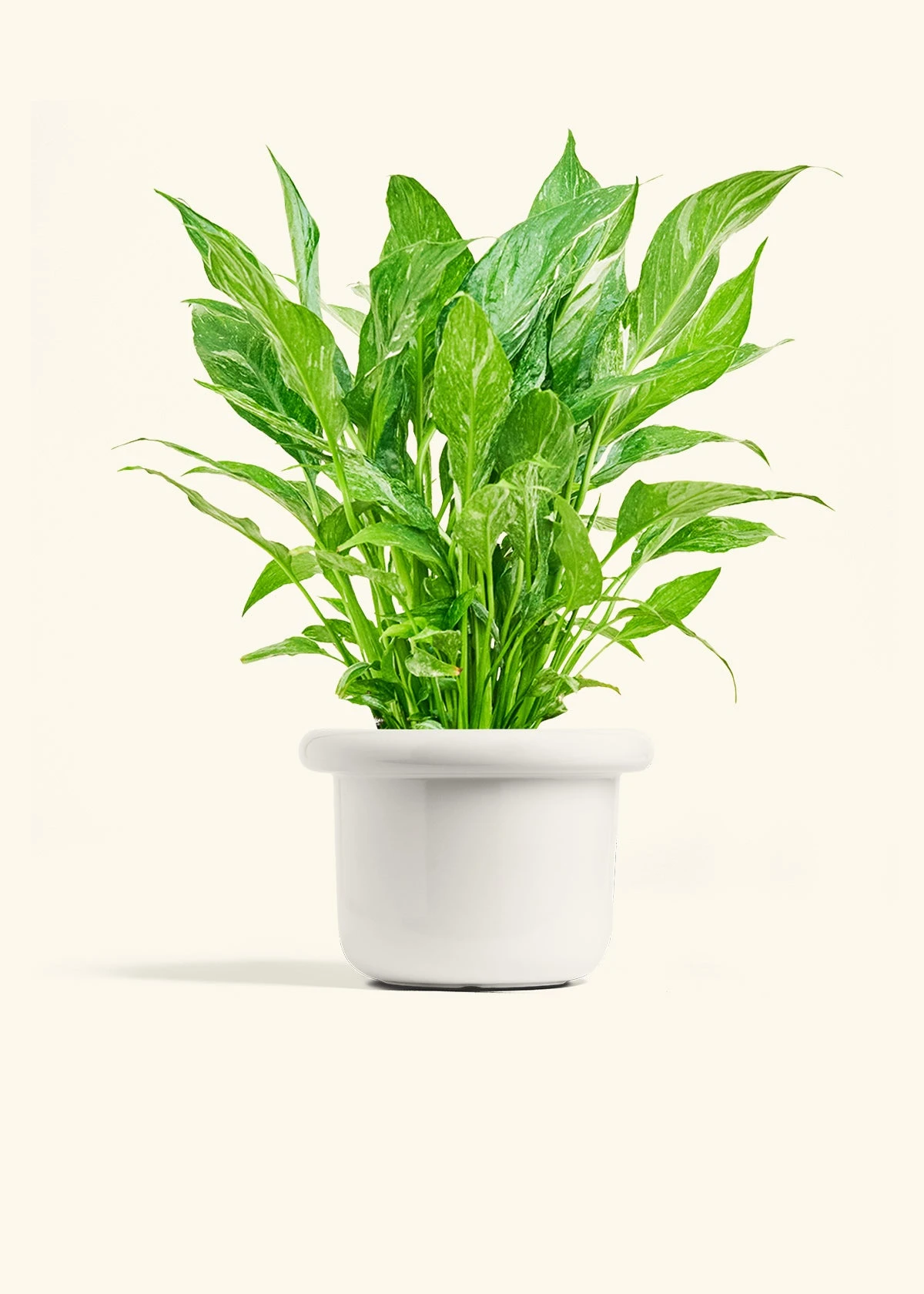 Variegated Peace Lily, Medium 8 Variegated Peace Lily, Medium - Image 6