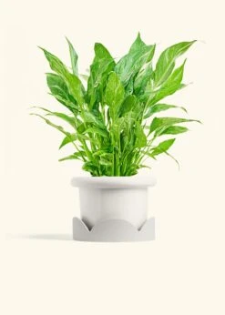 Variegated Peace Lily, Medium 29 Variegated Peace Lily, Medium -Home Living Store SPATH DOMINO 6 FATLIP WHITE TRAY BEIGE 6 bckgrnd cream