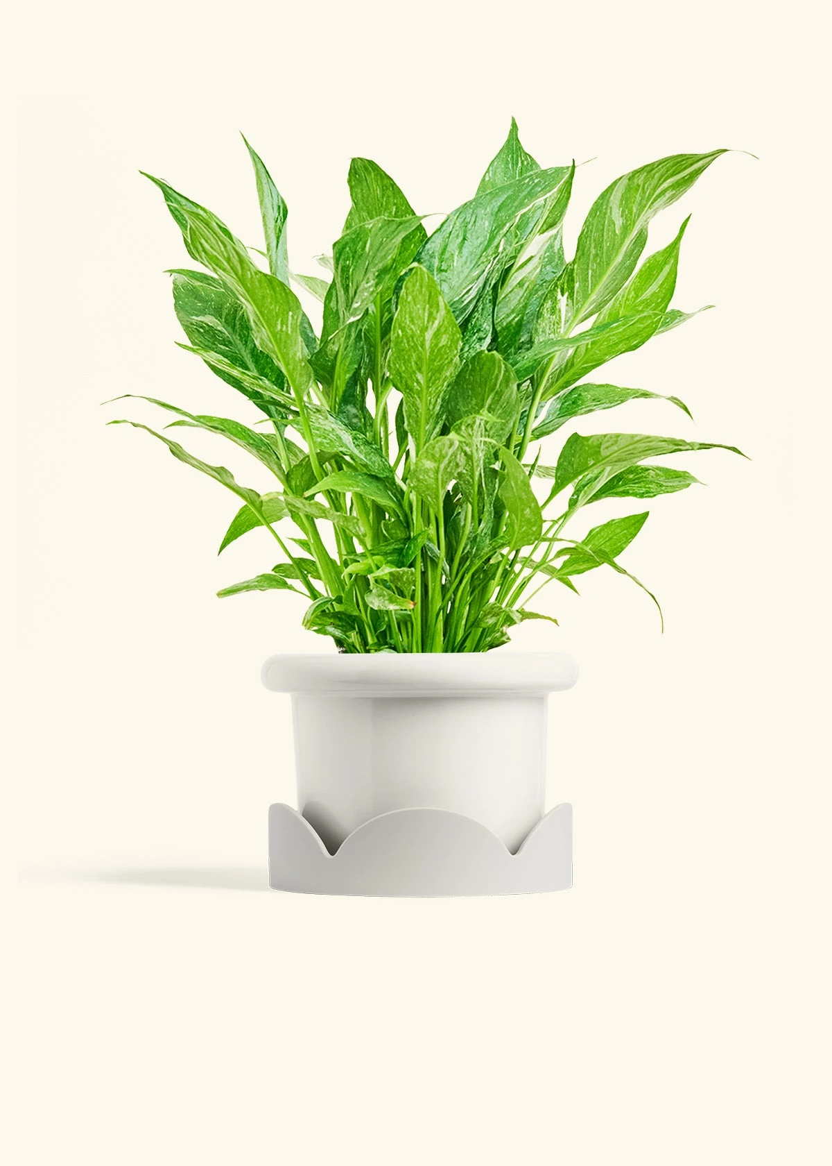 Variegated Peace Lily, Medium 10 Variegated Peace Lily, Medium - Image 8