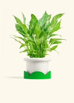 Variegated Peace Lily, Medium 28 Variegated Peace Lily, Medium -Home Living Store SPATH DOMINO 6 FATLIP WHITE TRAY GREEN 6 bckgrnd cream