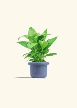 Peace Lily, Small -Home Living Store SPATH REGULAR 4 FATLIP BLUE 4 bckgrnd cream