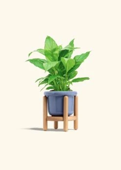 Peace Lily, Small -Home Living Store SPATH REGULAR 4 FATLIP BLUE STAND 4 bckgrnd cream
