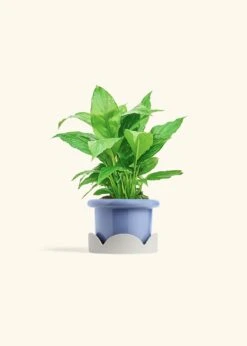 Peace Lily, Small -Home Living Store SPATH REGULAR 4 FATLIP BLUE TRAY BEIGE 4 bckgrnd cream