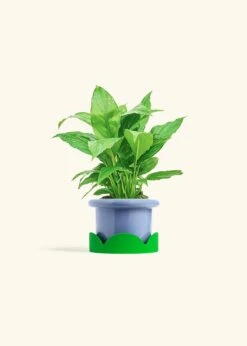 Peace Lily, Small -Home Living Store SPATH REGULAR 4 FATLIP BLUE TRAY GREEN 4 bckgrnd cream