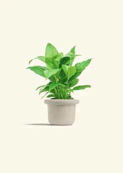 Peace Lily, Small -Home Living Store SPATH REGULAR 4 FATLIP OAT 4 bckgrnd cream