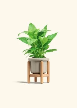 Peace Lily, Small -Home Living Store SPATH REGULAR 4 FATLIP OAT STAND 4 bckgrnd cream