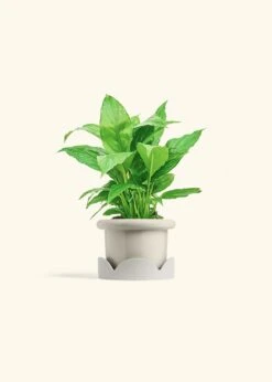 Peace Lily, Small -Home Living Store SPATH REGULAR 4 FATLIP OAT TRAY BEIGE 4 bckgrnd cream