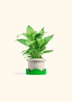 Peace Lily, Small -Home Living Store SPATH REGULAR 4 FATLIP OAT TRAY GREEN 4 bckgrnd cream