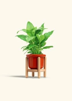 Peace Lily, Small -Home Living Store SPATH REGULAR 4 FATLIP RED STAND 4 bckgrnd cream