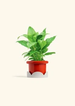 Peace Lily, Small -Home Living Store SPATH REGULAR 4 FATLIP RED TRAY BEIGE 4 bckgrnd cream