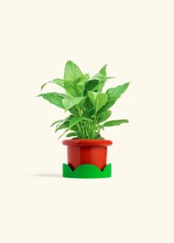 Peace Lily, Small -Home Living Store SPATH REGULAR 4 FATLIP RED TRAY GREEN 4 bckgrnd cream