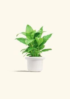 Peace Lily, Small -Home Living Store SPATH REGULAR 4 FATLIP WHITE 4 bckgrnd cream
