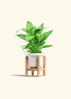 Peace Lily, Small -Home Living Store SPATH REGULAR 4 FATLIP WHITE STAND 4 bckgrnd cream
