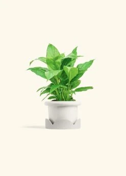 Peace Lily, Small -Home Living Store SPATH REGULAR 4 FATLIP WHITE TRAY BEIGE 4 bckgrnd cream