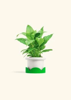 Peace Lily, Small -Home Living Store SPATH REGULAR 4 FATLIP WHITE TRAY GREEN 4 bckgrnd cream