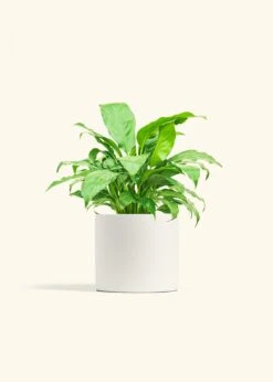 Peace Lily, Medium -Home Living Store SPATH REGULAR 6 CLASSIC WHITE 6 bckgrnd cream