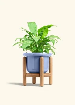 Peace Lily, Medium -Home Living Store SPATH REGULAR 6 FATLIP BLUE STAND 6 bckgrnd cream