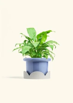 Peace Lily, Medium -Home Living Store SPATH REGULAR 6 FATLIP BLUE TRAY BEIGE 6 bckgrnd cream