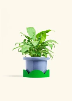 Peace Lily, Medium -Home Living Store SPATH REGULAR 6 FATLIP BLUE TRAY GREEN 6 bckgrnd cream
