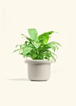 Peace Lily, Medium -Home Living Store SPATH REGULAR 6 FATLIP OAT 6 bckgrnd cream