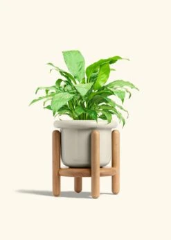Peace Lily, Medium -Home Living Store SPATH REGULAR 6 FATLIP OAT STAND 6 bckgrnd cream
