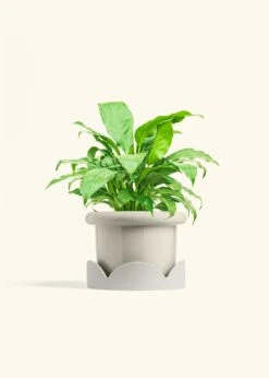 Peace Lily, Medium -Home Living Store SPATH REGULAR 6 FATLIP OAT TRAY BEIGE 6 bckgrnd cream