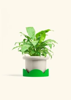 Peace Lily, Medium -Home Living Store SPATH REGULAR 6 FATLIP OAT TRAY GREEN 6 bckgrnd cream