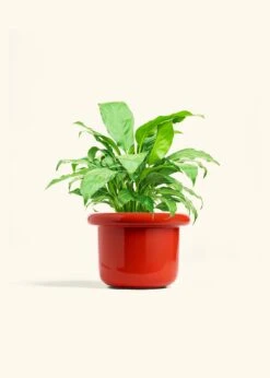 Peace Lily, Medium -Home Living Store SPATH REGULAR 6 FATLIP RED 6 bckgrnd cream