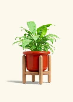 Peace Lily, Medium -Home Living Store SPATH REGULAR 6 FATLIP RED STAND 6 bckgrnd cream