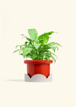 Peace Lily, Medium -Home Living Store SPATH REGULAR 6 FATLIP RED TRAY BEIGE 6 bckgrnd cream