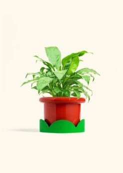 Peace Lily, Medium -Home Living Store SPATH REGULAR 6 FATLIP RED TRAY GREEN 6 bckgrnd cream