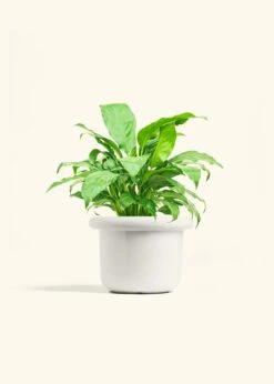 Peace Lily, Medium -Home Living Store SPATH REGULAR 6 FATLIP WHITE 6 bckgrnd cream