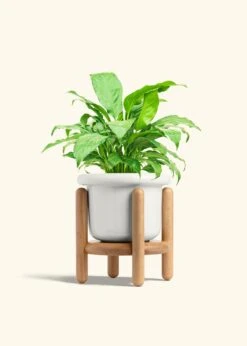 Peace Lily, Medium -Home Living Store SPATH REGULAR 6 FATLIP WHITE STAND 6 bckgrnd cream