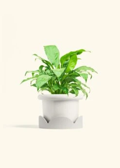 Peace Lily, Medium -Home Living Store SPATH REGULAR 6 FATLIP WHITE TRAY BEIGE 6 bckgrnd cream