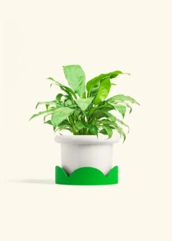 Peace Lily, Medium -Home Living Store SPATH REGULAR 6 FATLIP WHITE TRAY GREEN 6 bckgrnd cream