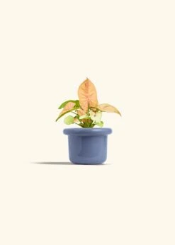 Pink Arrowhead Plant, Small -Home Living Store SYNGONIUM PINK 4 FATLIP BLUE 4 bckgrnd cream