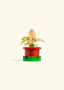 Pink Arrowhead Plant, Small -Home Living Store SYNGONIUM PINK 4 FATLIP RED TRAY GREEN 4 bckgrnd cream