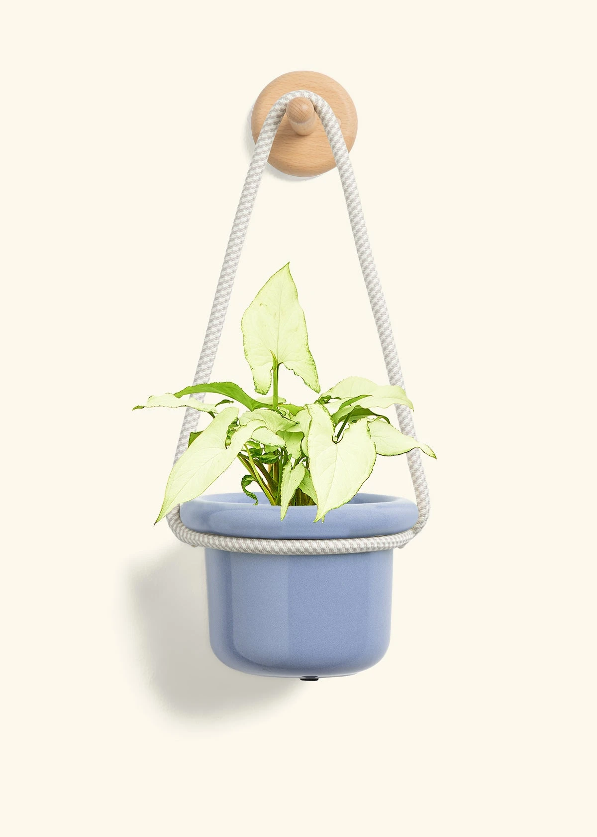 White Arrowhead Plant, Small - Image 6