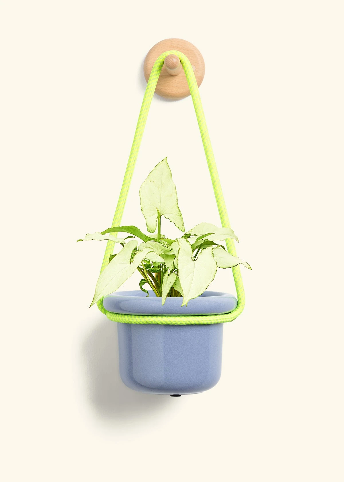 White Arrowhead Plant, Small - Image 7