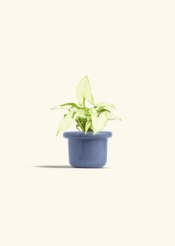 White Arrowhead Plant, Small -Home Living Store SYNGONIUM WHITEBUTTERFLY 4 FATLIP BLUE 4 bckgrnd Cream