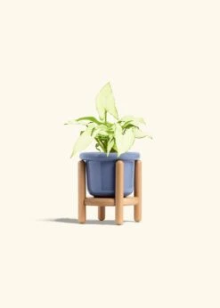 White Arrowhead Plant, Small -Home Living Store SYNGONIUM WHITEBUTTERFLY 4 FATLIP BLUE STAND 4 bckgrnd Cream