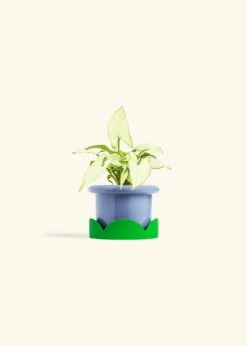 White Arrowhead Plant, Small -Home Living Store SYNGONIUM WHITEBUTTERFLY 4 FATLIP BLUE TRAY GREEN 4 bckgrnd Cream