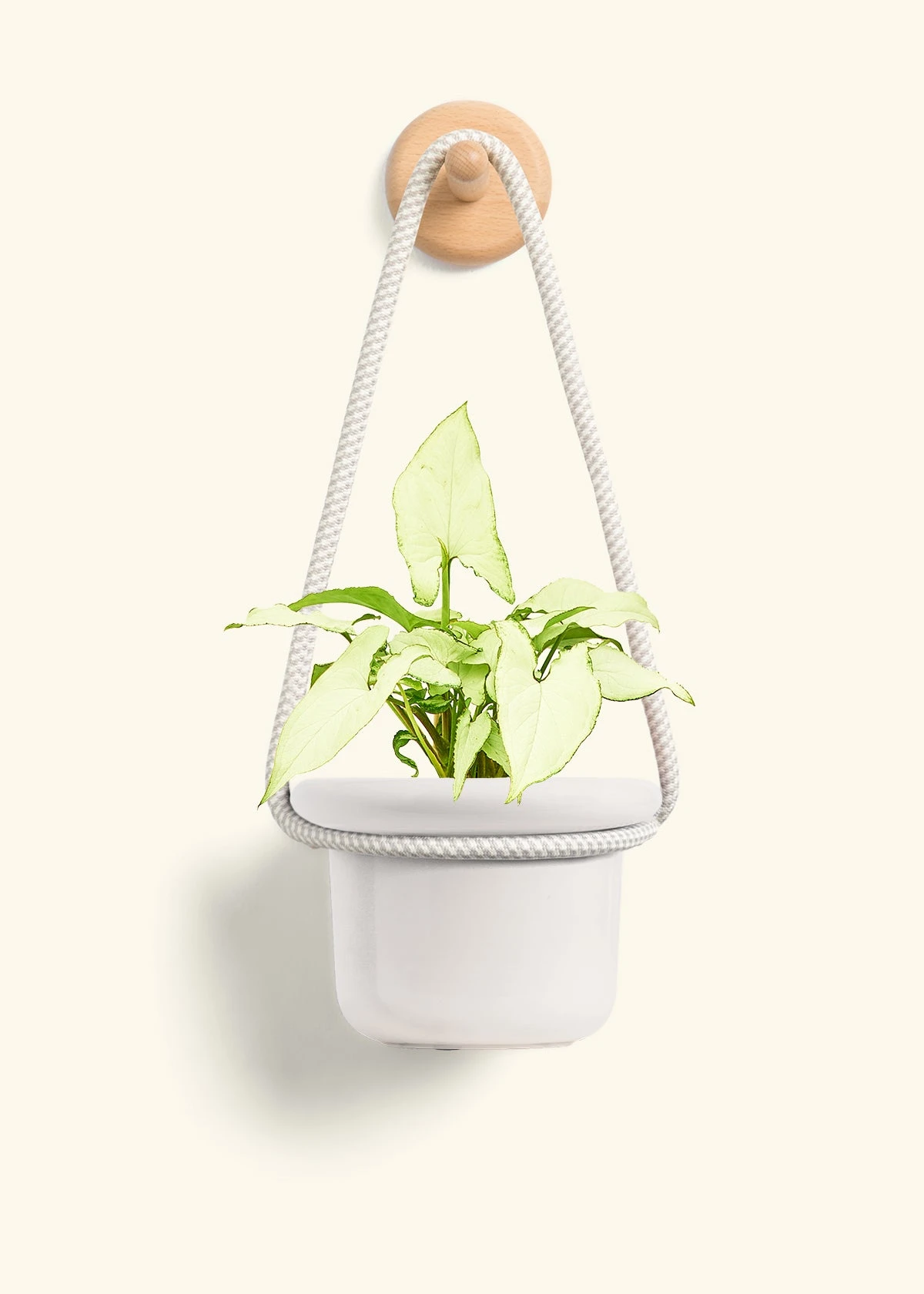 White Arrowhead Plant, Small - Image 10