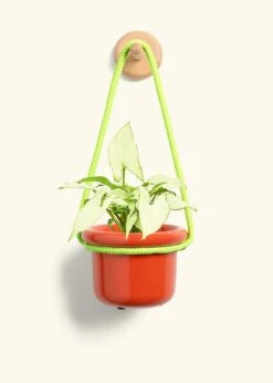 White Arrowhead Plant, Small -Home Living Store SYNGONIUM WHITEBUTTERFLY 4 FATLIP RED 4 ROP RTD LIME 4 bckgrnd cream