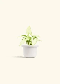 White Arrowhead Plant, Small -Home Living Store SYNGONIUM WHITEBUTTERFLY 4 FATLIP WHITE 4 bckgrnd Cream