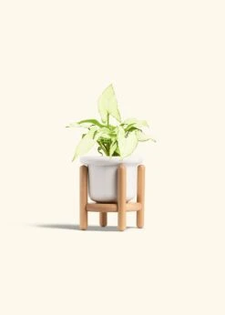 White Arrowhead Plant, Small -Home Living Store SYNGONIUM WHITEBUTTERFLY 4 FATLIP WHITE STAND 4 bckgrnd Cream