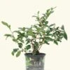 Tea Plant, Large