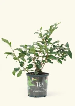 Tea Plant, Large
